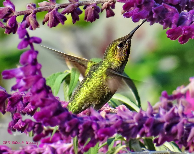 20130603035348-Annas-Hummingbird-at-Mexican-Sage-by-Ethan-Winning
